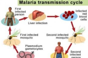 Como é transmitida a malária