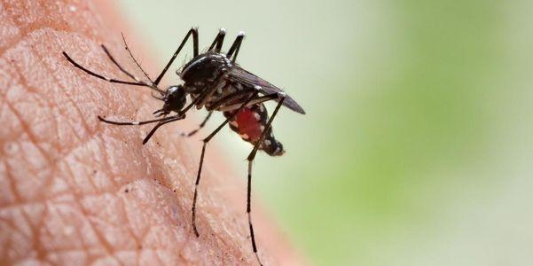 boas razões para evitar mosquitos e suas mordidas